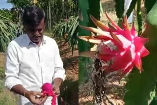 a-farmer-earning-lakhs-of-rupess-from-dragon-fruit-farming