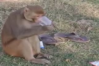 shivpuri monkey drank alcohol