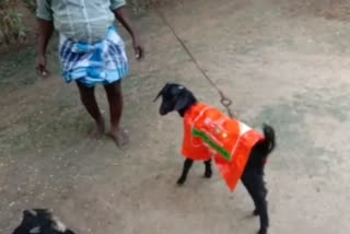 Goats seen wearing strange raincoats