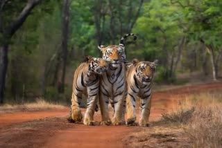 rajastan tiger reserve  tigers and cubs are missing  Ranthambore National Park  forests of Rajasthan  disappearance of tigers  latest national news  latest news in rajastan  latest news today  14 കടുവകളെയും കുഞ്ഞുങ്ങളെയും  മൂന്ന് കടുവ സങ്കേതത്തില്‍  കടുവകളെ കാണാതാകുന്നതിന് പിന്നില്‍  കടുവകളെയും കുഞ്ഞുങ്ങളെയുമാണ് കാണാതായത്  രൺതംബോർ ദേശീയോദ്ധ്യാനത്തില്‍  കടുവകളെ കാണാതാകുന്നതിന് പിന്നിലെ കാരണങ്ങള്‍  കടുവകള്‍ക്കായുള്ള സുരക്ഷ ക്രമീകരണങ്ങള്‍  രാജസ്ഥാന്‍ ഏറ്റവും പുതിയ വാര്‍ത്ത  ഇന്നത്തെ പ്രധാന വാര്‍ത്ത  ഏറ്റവും പുതിയ ദേശീയ വാര്‍ത്ത