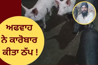 Rumors effected the pig farming, Bathinda pig farming