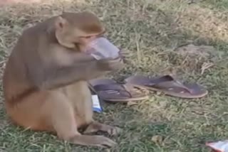 monkey drinking alcohol video