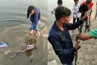 snake stuck in chinese dor at ujjain Etv Bharat