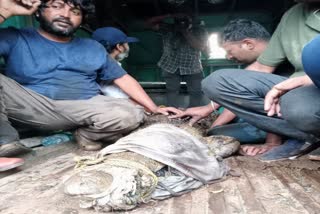 Crocodile caught in Mysore