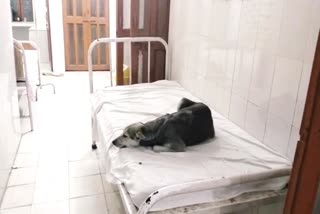 चंदौली के सरकारी अस्पताल में बेड आराम फरमा रहा कुत्ता