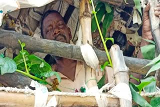 Bihar widower shuns society  Man lives in bamboo tree house in Bengal  widower lives in bamboo tree house in Bengal  bamboo tree house  tree house  ഏറുമാടത്തില്‍ താമസിക്കുന്ന മനുഷ്യന്‍  25 വര്‍ഷമായി ഏറുമാടത്തില്‍ താമസിക്കുന്ന മനുഷ്യന്‍  പശ്ചിമബംഗാള്‍ കാടോയ  പാലിത്‌പൂര്‍  ലോകു റോയി  Palitpur village  Loku Roy  മുളയുടെ മുകളില്‍ ഏറുമാടം  നാഷണൽ ജിയോഗ്രാഫിക്  ദി ലെജൻഡ് ഓഫ് മൈക്ക് ഡോഡ്‌ജ്