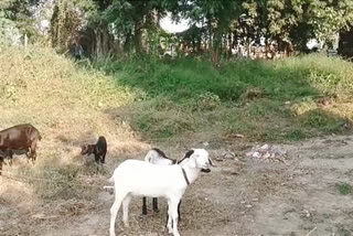 Watch policemen babysitting five abandoned goats