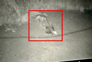 Leopard trying to hunt porcupine in KRS