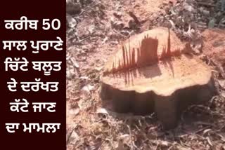 oak tree felling case,  nangal police station