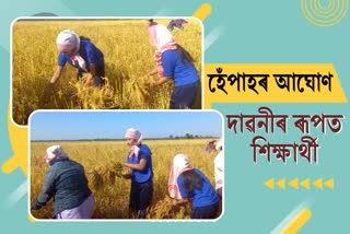 Students busy in paddy field at kotoha in Dibrugarh