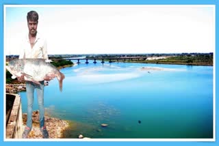 Fishing In Godavari River