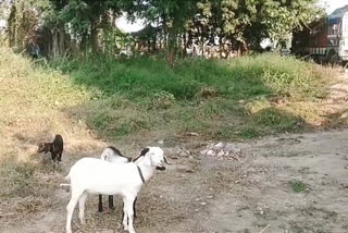 Police Take Care of 5 Abandoned Goats in Kochas Bihar