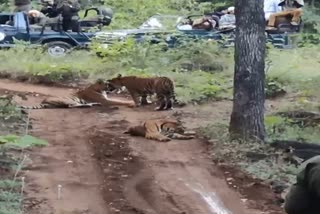 3 tigers seen in narmadapuram