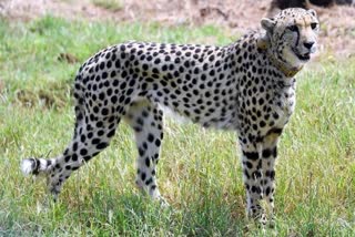 namibia third cheetah oban release in big bada