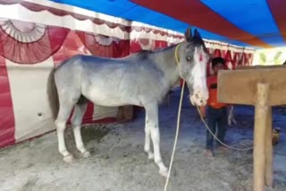 ONE CRORE HORSE BADAL IN SONEPUR MELA IN VAISHALI