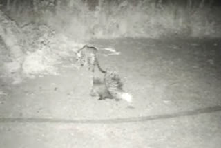 Leopard trying to hunt porcupine gets a thorny response