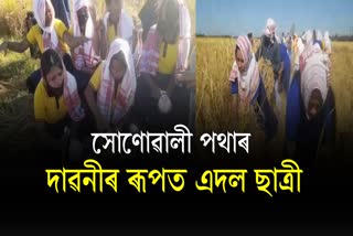 Group of students busy in paddy fields during Autumn season in Dibrugarh