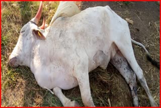 Bull died of lumpy disease