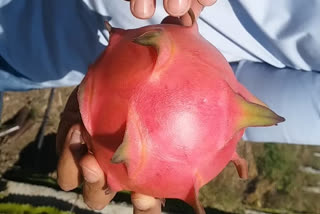 bhopal youth started dragon fruit farming