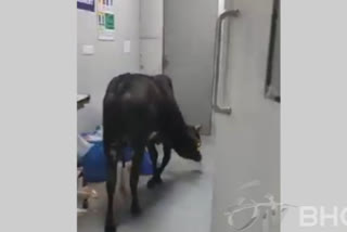 A stray cow roams in ICU of this MP hospital