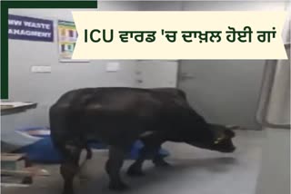 MP COW SEEN IN RAJGARH HOSPITAL ICU WARD ADMINISTRATION TOOK ACTION AFTER VIDEO WENT VIRAL