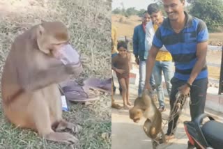 Shivpuri Forest department rescue monkey