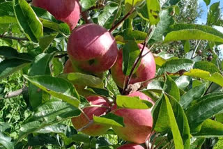 apple production in himachal