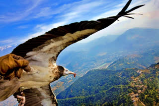 Missing rare vulture from Nepal found in Bihar