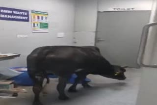 mp cow seen in Rajgarh hospital icu ward