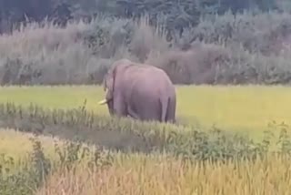 Electricity department in defense of FIR on death of elephant in Khunti