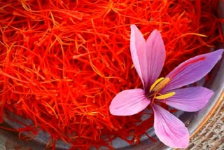 Benefits of saffron News