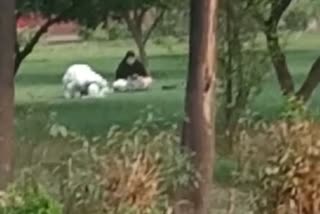 namaz-by-tourists-in-taj-mahal-garden-video-viral