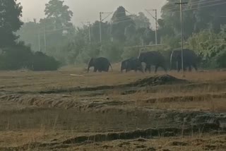 Elephants roam free in Hojai