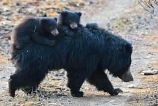 bear tiger fight