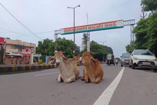 રખડતા ઢોરએ મહિલાને અડફેટે લીધી, તંત્રના આંખ આડા કાન