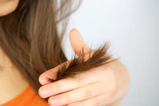 Hair Tips: କେଶ ଫାଟିବା ସମସ୍ୟାର ସମ୍ମୁଖୀନ ହେଉଛନ୍ତି କି ? ଆପଣାନ୍ତୁ ଏହି ଉପାୟ