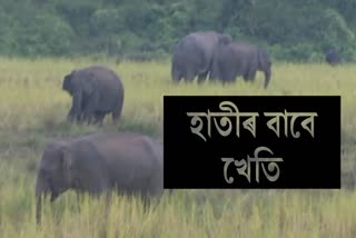 Paddy for Jumbos in Assam