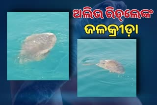 Olive Ridley turtles seen in Mahanadi of Paradip