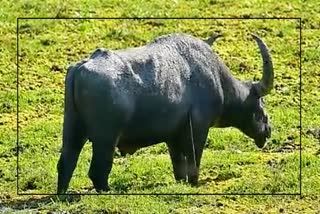 search-underway-through-drone-for-the-injured-wild-buffalo-at-kaziranga-national-park