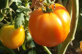 farmers not get any benefit from tomato crop