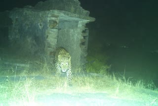 Panther in Nanta Garh in Kota