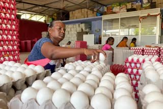 World Cup football tournament in Qatar increased demand for eggs exports from Tamil Nadus Namakkal