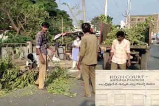 Felling of trees in Andhra University