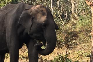 Increased wild Elephant attack in Kodagu