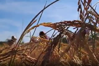 Tradition of harvesting paddy