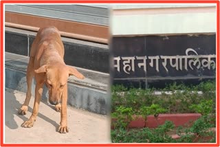 Feeding Street Dogs