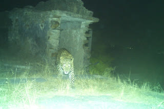 Panther in Nanta Garh in Kota