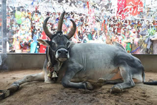 FAMOUS NANDI BABA PASSED AWAY,3 HORNS AND 3 EYES NANDI BABA,three horns and three eyes,Nandi Baba Death,ಅಪರೂಪ ಗೂಳಿ,ಅಪರೂಪ ಗೂಳಿ ಸಾವು,ಮೂರು ಕಣ್ಣು ಮತ್ತು ಮೂರು ಕೊಂಬು ಹೊಂದಿದ್ದ ಗೂಳಿ,ನಂದಿ ಮಹಾರಾಜ ಸಾವು,3 ಕಣ್ಣು 3 ಕೊಂಬು ಹೊಂದಿದ್ದ ಅಪರೂಪ ಗೂಳಿ