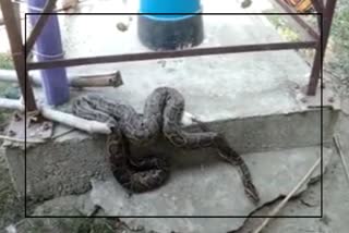 Python Rescue In Nalbari