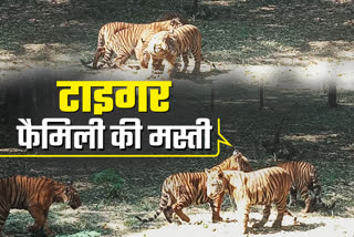 tiger cubs on display in zoo